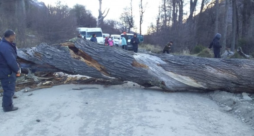 Ca&iacute;da de un &aacute;rbol cort&oacute; el tr&aacute;nsito al Lago del Desierto