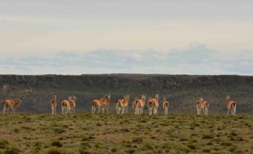 Santa Cruz hizo el primer encierre de guanacos