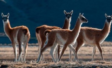 Se realiza la Fiesta Guanaco &ndash; Estepa en Dina Huapi