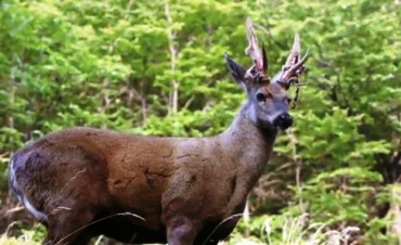 Se present&oacute; &ldquo;En la senda del huemul&rdquo; en El Calafate