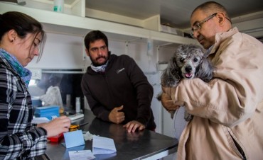 Sigue el Patentamiento Canino con Microchip