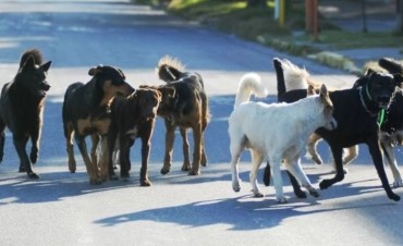Superpoblaci&oacute;n Canina. Abierta la inscripci&oacute;n para hablar en la Audiencia P&uacute;blica 