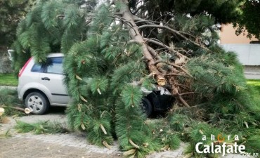 Parte de un pino cay&oacute; sobre un auto. 