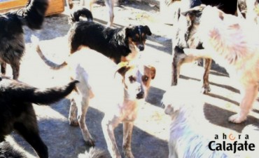 Superpoblaci&oacute;n canina. &Uacute;ltimo d&iacute;a para inscribirse en la Audiencia P&uacute;blica