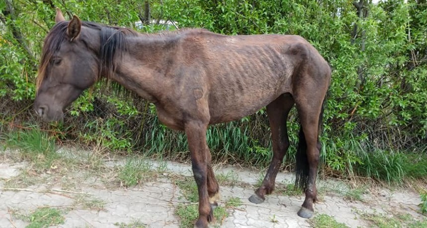 Deambula por el Paseo Costero en estado de abandono.