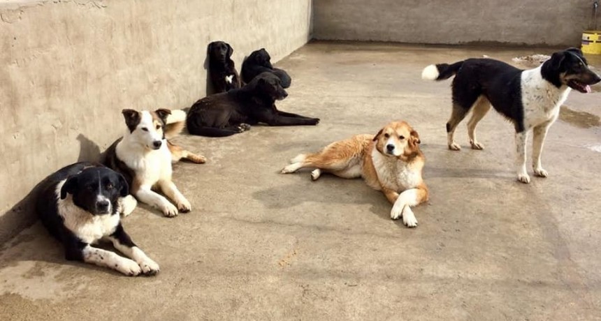 TAMA deja de funcionar como protectora de animales 