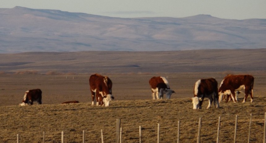 Jornada T&eacute;cnica de Producci&oacute;n Bovina en El Calafate