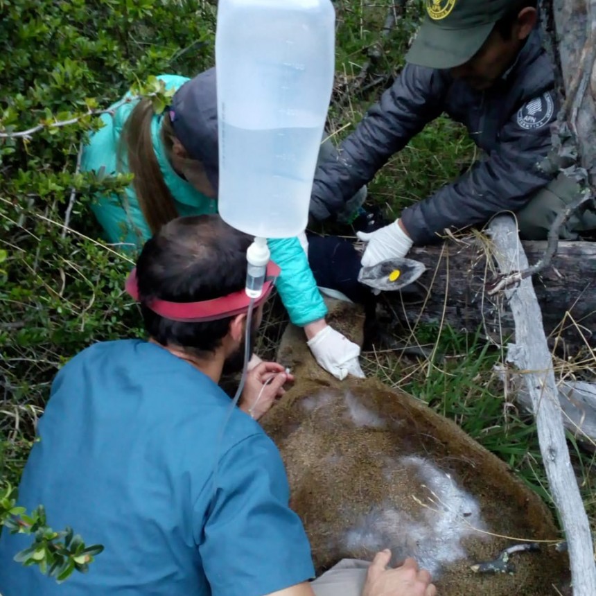 Investigan la causa de muerte de una huemul 