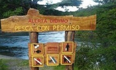 El Didymo avanza en R&iacute;o de las Vueltas 