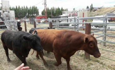 Comenz&oacute; la Exposici&oacute;n Rural con r&eacute;cord de animales