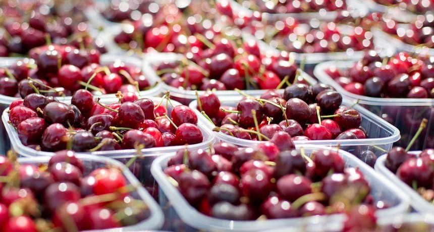 Cerezas a China. &ldquo;Las expectativas son enormes&rdquo; en Los Antiguos 