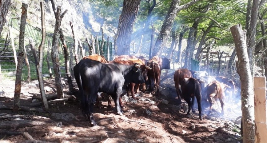Contin&uacute;a la extracci&oacute;n de ganado bagual del PN Los Glaciares